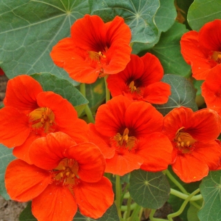 Настурция Сочная брусника