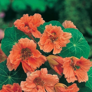 Настурция Спелый персик