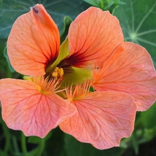 Настурция Верд Берд (низкорослая)