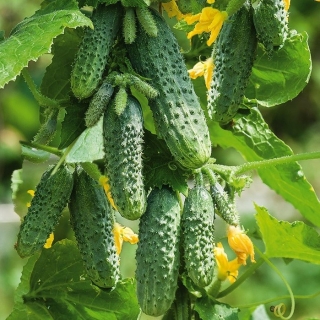 Огурец Нахаленок F1