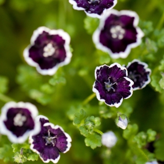 Немофила Готика