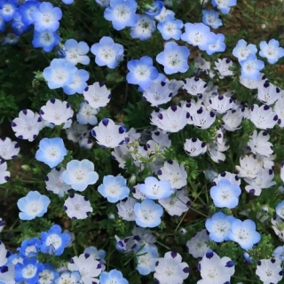 Немофила Мальвина смесь