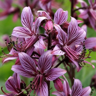 Диктамнус Неопалимая Купина (Ясенец)