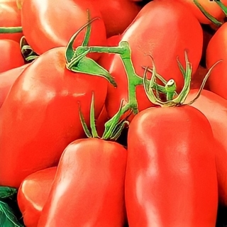 Томат Ни забот, ни хлопот