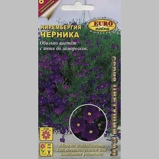 Нирембергия Черника