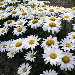 Нивяник Аляска