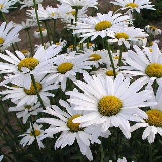 Нивяник Аляска (крупный)