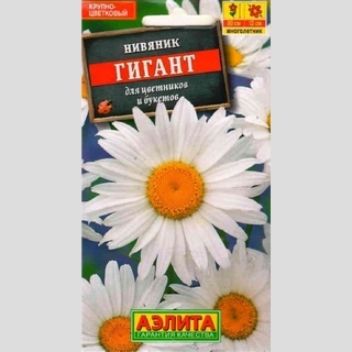 Нивяник Гигант