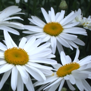 Нивяник Гигант