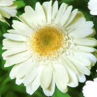 Нивяник Майфилд