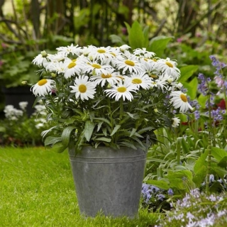 Нивяник Уайт Лион F1