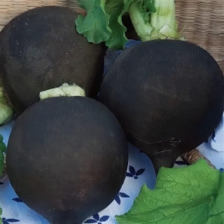 Редька Ночка