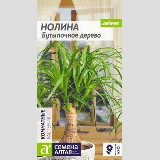 Бокарнея Бутылочное дерево (Нолина)