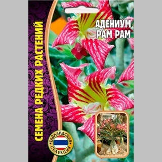Адениум Рam Рam (тучный) (большой пакет)