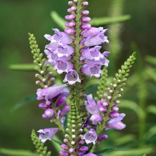 Физостегия Смесь окрасок