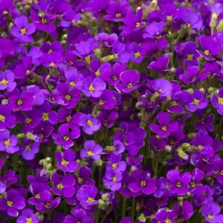 Обриета Пурпурный Каскад гибридная