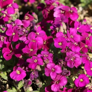 Обриета Гранд Каскад красная