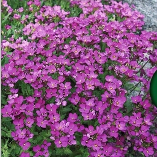 Обриетта Виолет (гибридная)