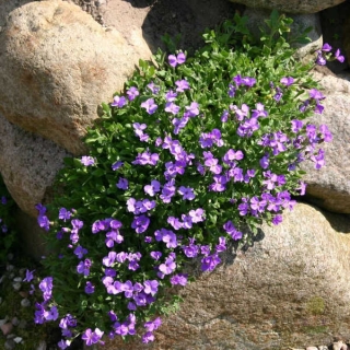 Обриета Синий Каскад гибридная