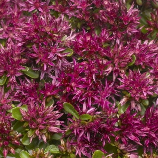 Очиток Соларити ложный