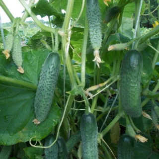 Огурец Янычар F1 (большой пакет)