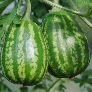 Огурдыня Арбуз (большой пакет)