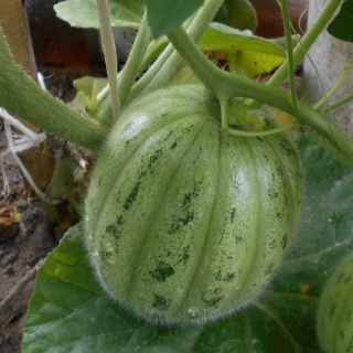 Огурдыня Нектарин (мандурия)