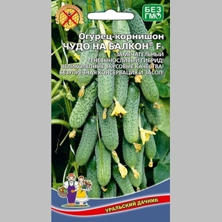 Огурец Чудо на балкон F1