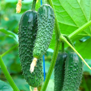 Огурец Шопа F1