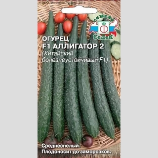 Огурец Аллигатор 2 F1