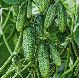 Огурец Алое F1
