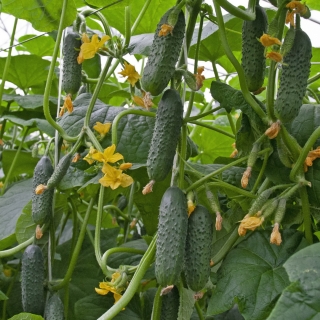 Огурец Амиго F1