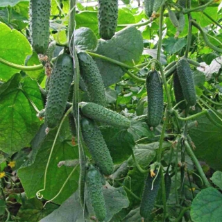 Огурец Ароматный букет F1