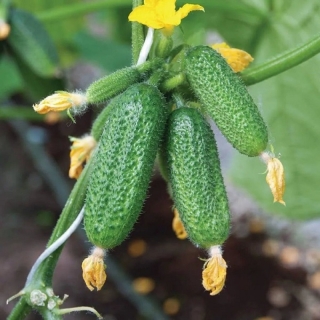 Огурец Атос F1