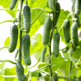 Огурец Барибон F1