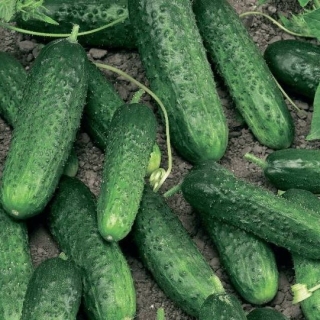 Огурец Бастион F1