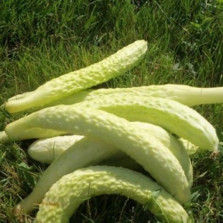 Огурец Белая анаконда F1