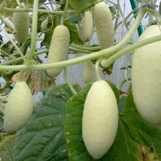 Огурец Белый ангел F1