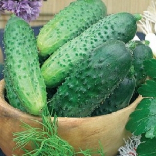 Огурец Бочковой Засол