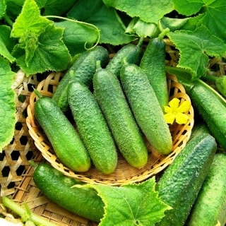 Огурец Быстренок F1