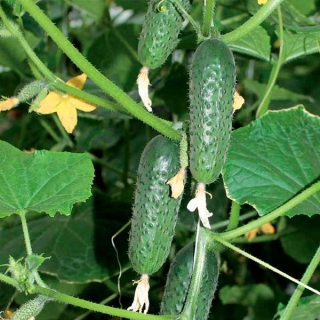 Огурец Черные глаза F1