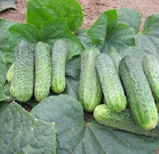 Огурец Джастина F1 (большой пакет)
