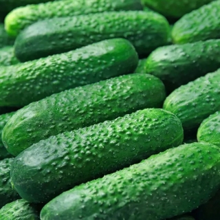 Огурец Филипповна F1