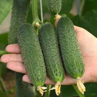 Огурец Форсаж F1