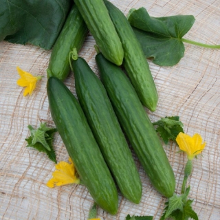 Огурец Форвард F1