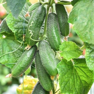 Огурец Хоббит F1