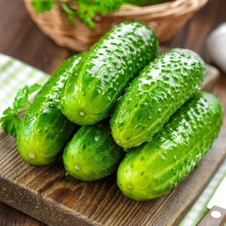 Огурец Йоулупукки F1