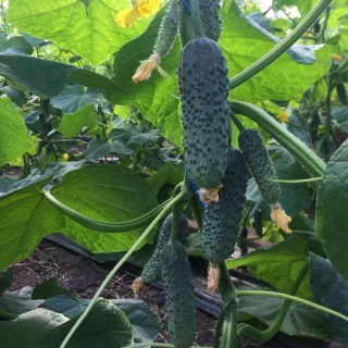 Огурец Изумрудные сережки F1