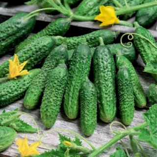 Огурец Капель F1