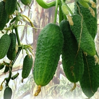 Огурец Карельские Шишки F1